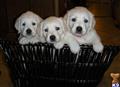 golden retriever puppy posted by Bailey English Creme